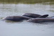 Folly Beach Dolphin Viewing Boat Tour thumbnail 1