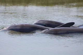 Folly Beach Dolphin Viewing Boat Tour