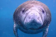 Crystal River Manatee Swim Tour thumbnail 3