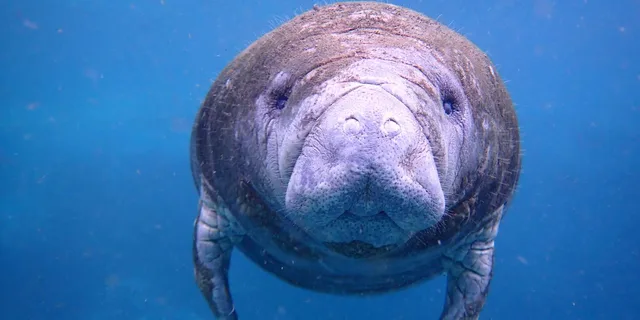 Crystal River Manatee Swim Tour - Image 3