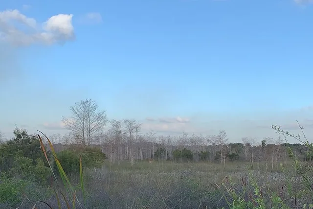 Florida Everglades Jeep Tour at Night - Image 3