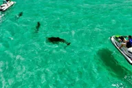 Destin Jet Ski Dolphin Tour thumbnail 4