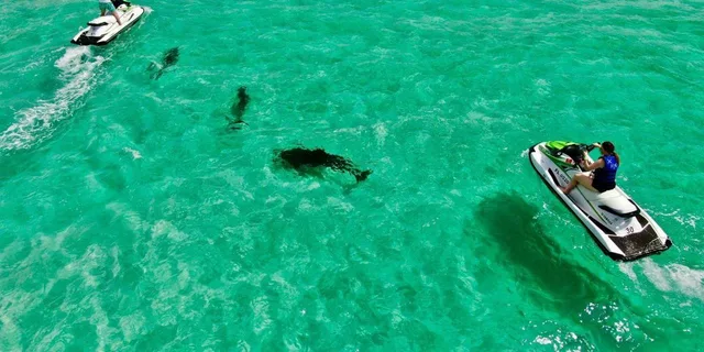Destin Jet Ski Dolphin Tour - Image 4