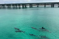 Destin Harbor Boat Tour thumbnail 3
