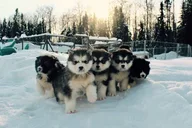 Fairbanks Dogsled Adventure with Homestead Tour thumbnail 1