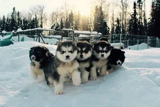 Fairbanks Dogsled Adventure with Homestead Tour