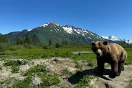 Anchorage Private Cruise Transfer and Tour thumbnail 4