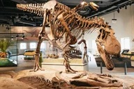Chicago Field Museum of Natural History Tour thumbnail 3
