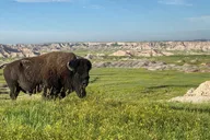 Rapid City Badlands National Park Day Tour thumbnail 3