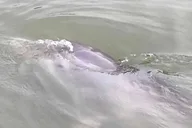 Hilton Head Dolphin and Nature Boat Tour 90 Min thumbnail 1