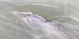 Hilton Head Dolphin and Nature Boat Tour 90 Min
