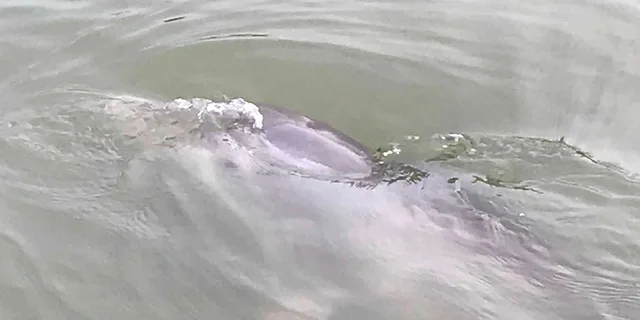 Hilton Head Dolphin and Nature Boat Tour 90 Min - Image 1