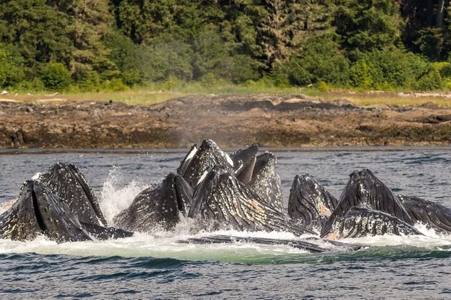Ketchikan Whale Watching and Wilderness Dining - Image 3