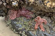 Portland Coastal Tour to Cannon Beach and Haystack Rock thumbnail 3