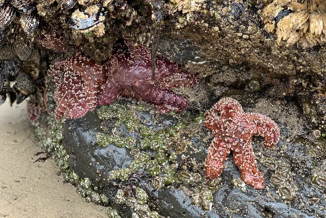Portland Coastal Tour to Cannon Beach and Haystack Rock - Image 3