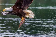 Jackson Hole Snake River Float with Teton Views thumbnail 6