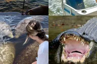 Naples Manatee and Dolphin Sunset Cruise thumbnail 1