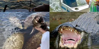Naples Manatee and Dolphin Sunset Cruise