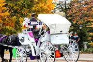 New York Central Park Horse-Drawn Carriage Ride 50 Min thumbnail 6