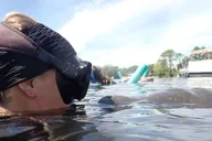 Crystal River Manatee Snorkeling Tour 3 hr thumbnail 2