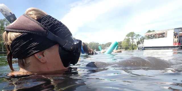 Crystal River Manatee Snorkeling Tour 3 hr - Image 2