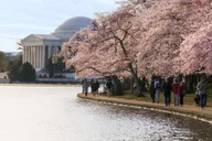Washington DC Cherry Blossom Bus Tour with Tidal Basin Walk thumbnail 2