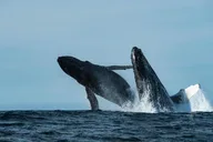 Monterey Bay Whale Watching Tour thumbnail 5