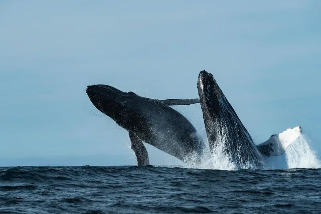 Monterey Bay Whale Watching Tour - Image 5