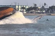 Port Aransas Dolphin Watch Boat Tour thumbnail 4