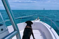 Key West Reef Snorkeling Adventure thumbnail 6