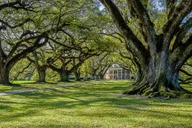 New Orleans Bayou Swamp and Oak Alley Plantation Tour thumbnail 3