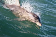 South Padre Island Dolphin Watch & Eco Tour 90 Min thumbnail 1