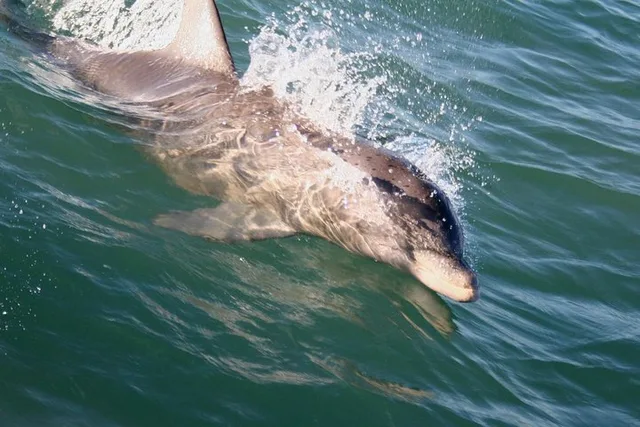 South Padre Island Dolphin Watch & Eco Tour 90 Min - Image 1