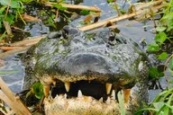 New Orleans Airboat Swamp Tour thumbnail 2