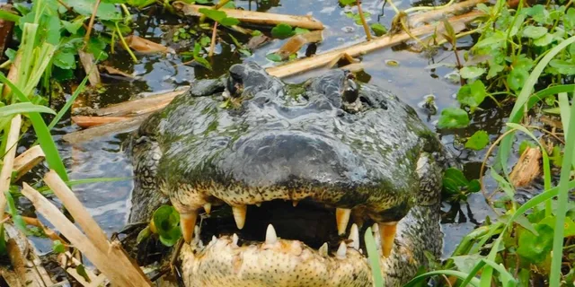 New Orleans Airboat Swamp Tour - Image 2