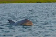 Hilton Head Island Dolphin and Disappearing Island Tour thumbnail 5