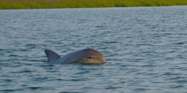 Hilton Head Island Dolphin and Disappearing Island Tour - Image 5