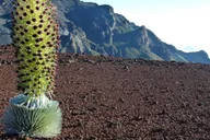 Maui Haleakala Sunrise Tour with Pick-up thumbnail 6