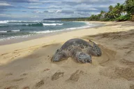 Oahu Secret Spots Tour thumbnail 5