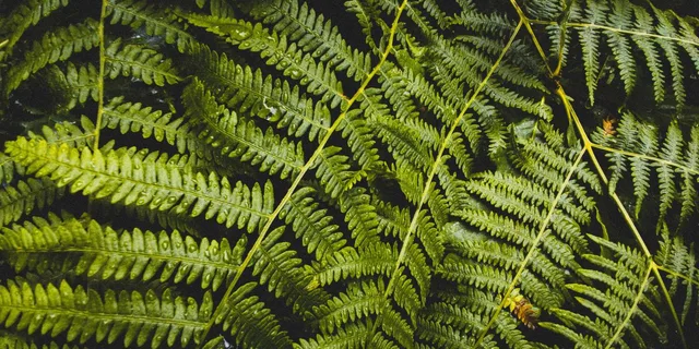 Seattle Waterfall and Forest Tour 4 hr - Image 2