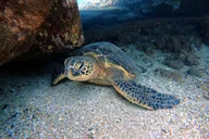 Ka'anapali Coast Scuba Diving for Certified Divers thumbnail 1