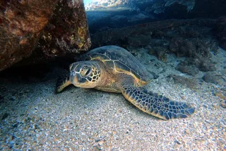 Ka'anapali Coast Scuba Diving for Certified Divers