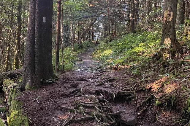Gatlinburg Appalachian Trail Hike to Charlies Bunion 6 hr - Image 3