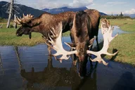 Anchorage Wildlife Adventure to Whittier thumbnail 6
