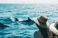 Panama City Beach Dolphin Tour thumbnail 1