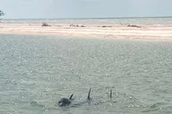 Everglades Wildlife Eco Tour thumbnail 6