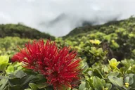 Kapalua Ridgeline Hike thumbnail 6