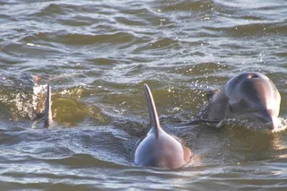 Orange Beach Dolphin and Nature Eco Tour 2 hr