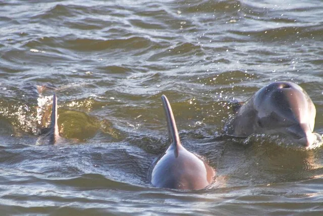 Orange Beach Dolphin and Nature Eco Tour 2 hr - Image 1
