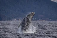 Whale and Wildlife Viewing Tour thumbnail 1